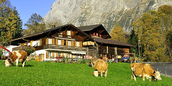 Berner Alpen, Kühe und Landschaft